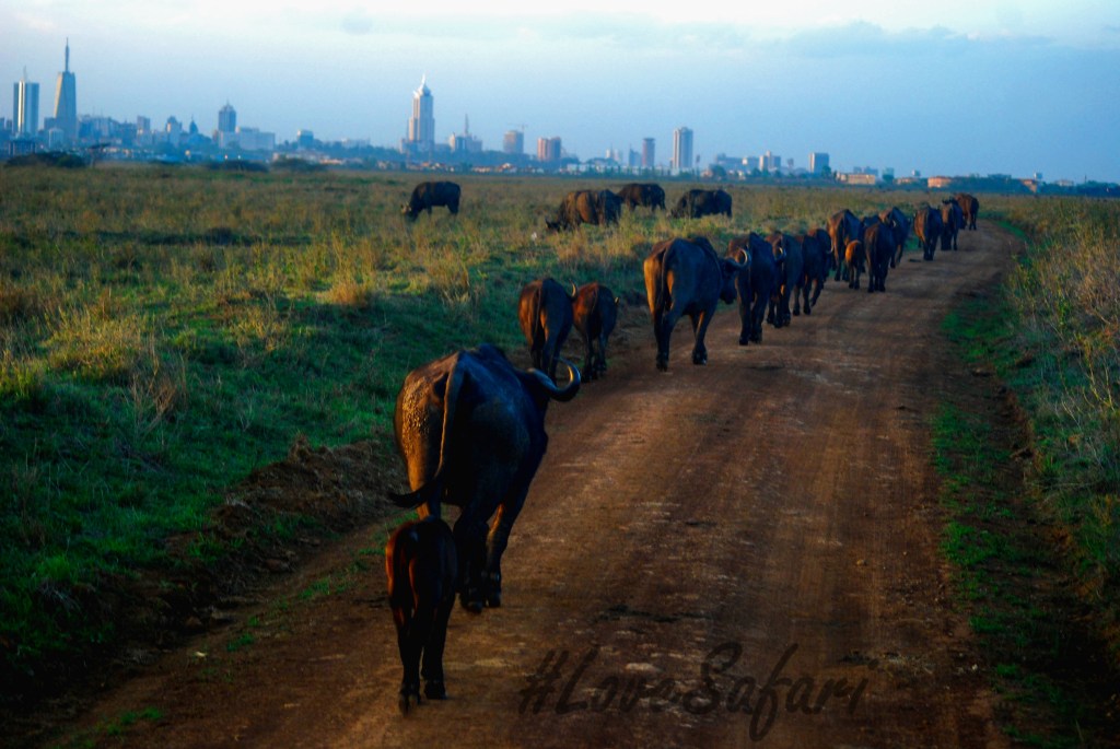 5 reasons why Nairobi National Park should be on your safari bucket&nbsp;list.
