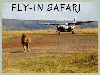 Flying safari (1)
