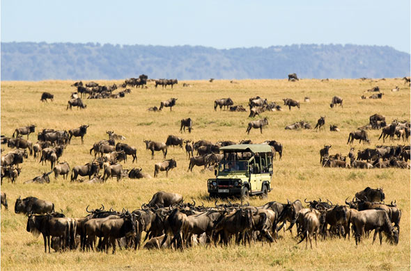 1-wildebeest-masaai-mara-safari