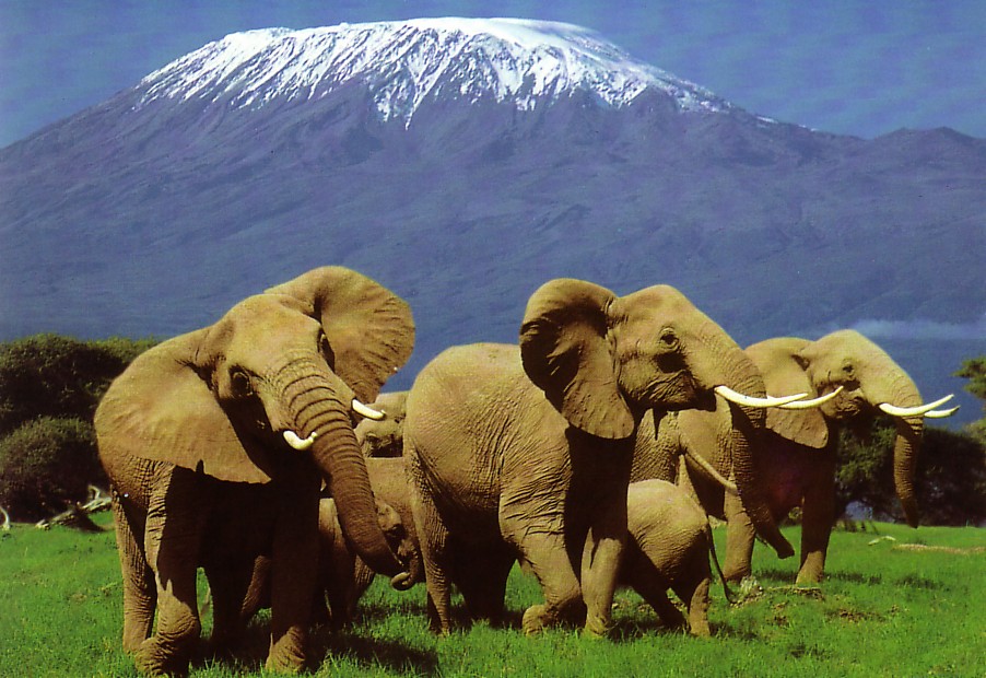 Premium Parks Package, Amboseli, Lake Naivasha, Masai&nbsp;Mara.