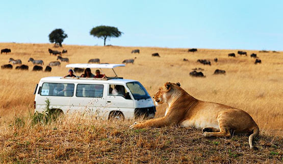 Explore the Great rift valley Lakes & Masai Mara. “Budget&nbsp;Safari”