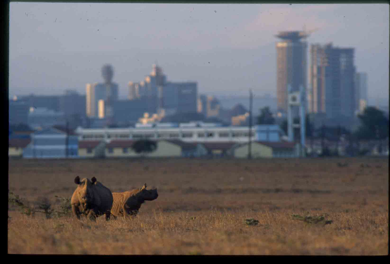 Rhino-in-Nairobi-National-Park