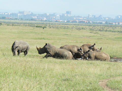 Rhinos-Nairobi