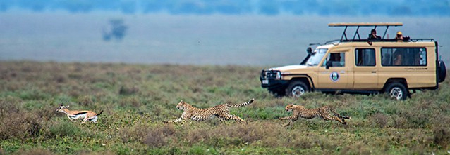 safari-Featured-Blog-Image